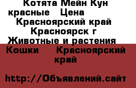 Котята Мейн-Кун красные › Цена ­ 15 000 - Красноярский край, Красноярск г. Животные и растения » Кошки   . Красноярский край